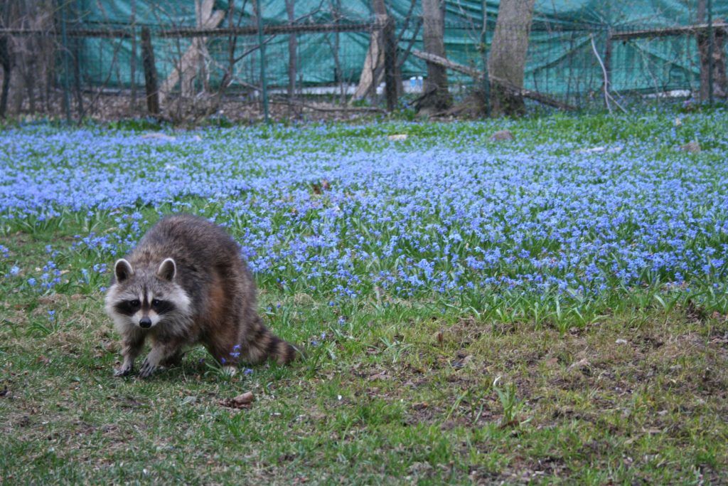 How to get rid of a raccoon. Longboat Key FL