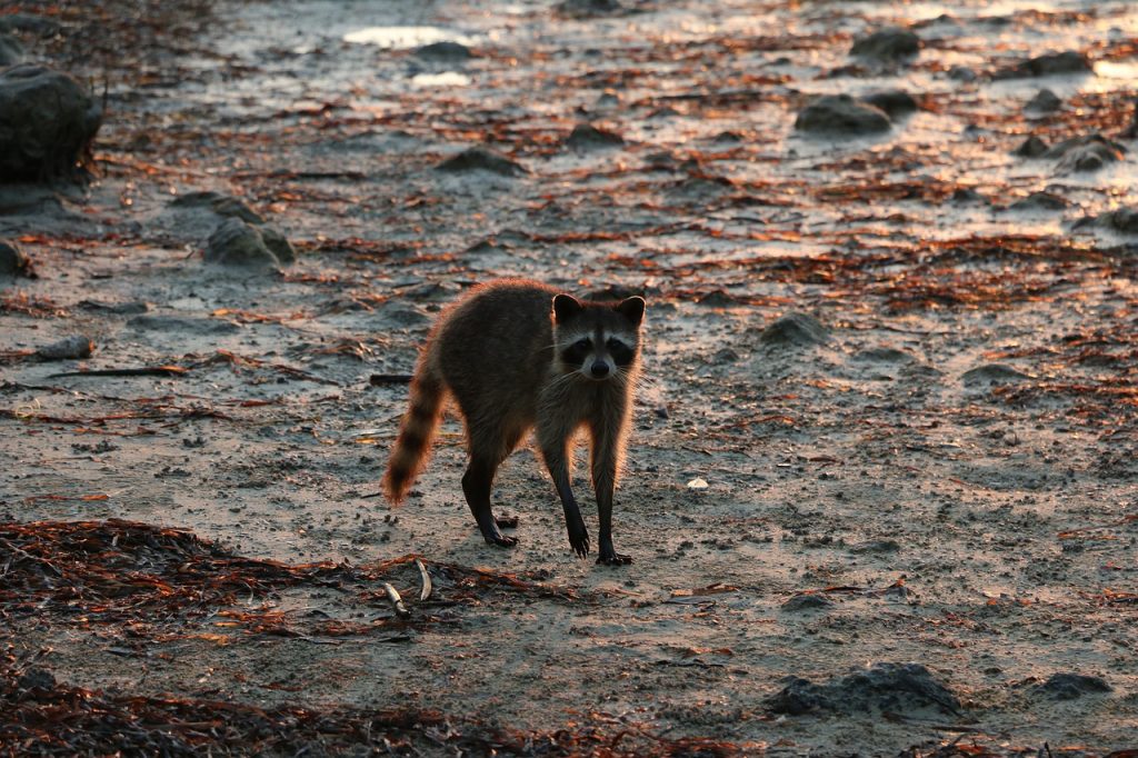 A raccoon looking dangerous in Sarasota, FL