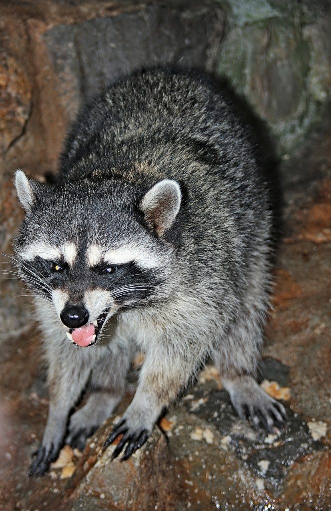 Are Raccoons Harmful to Humans? Sarasota, FL