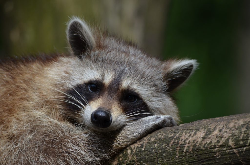 Raccoon Removal Florida