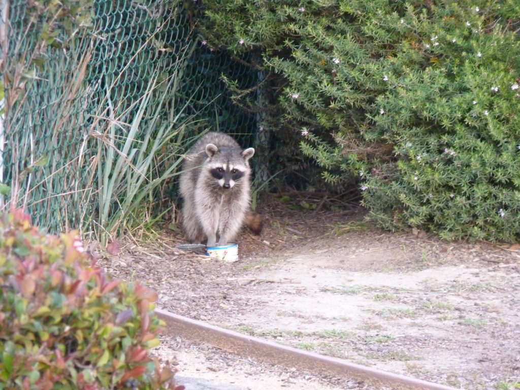 remove-raccoon-bradenton-fl-omnivores-eats-trash