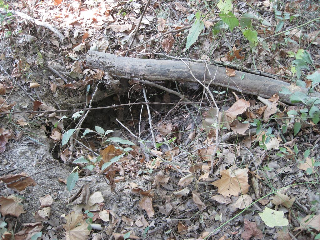 Armadillo Burrow Lakewood ranch