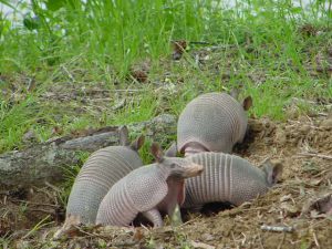 digging-holes-yard-wildlife