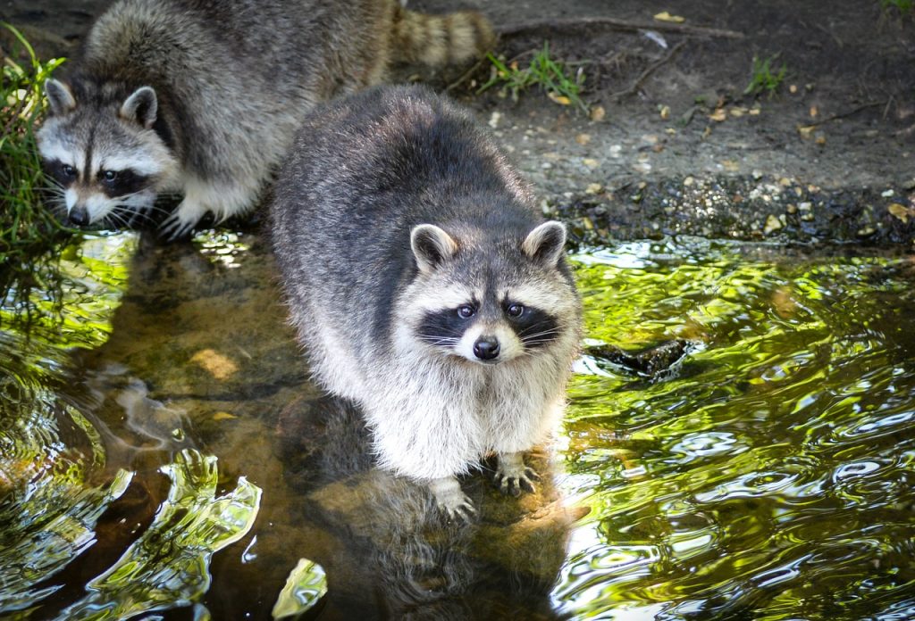 How-do-you-keep-Raccoons-Out-of-Your-Yard-Manatee-Count-Parrish-FL