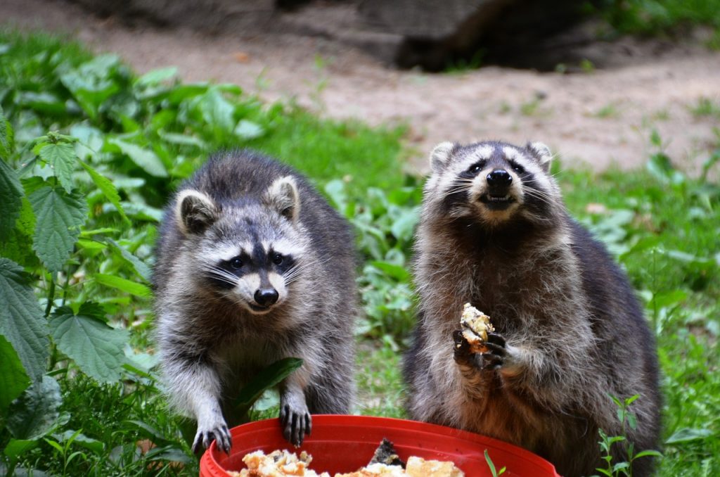 raccoon-eating-nocturnal