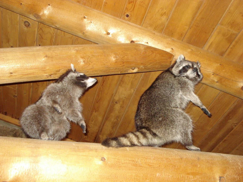 raccoons-in-home-manatee-county