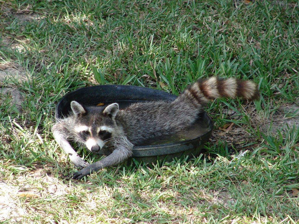 Raccoon-control-bradenton-FL