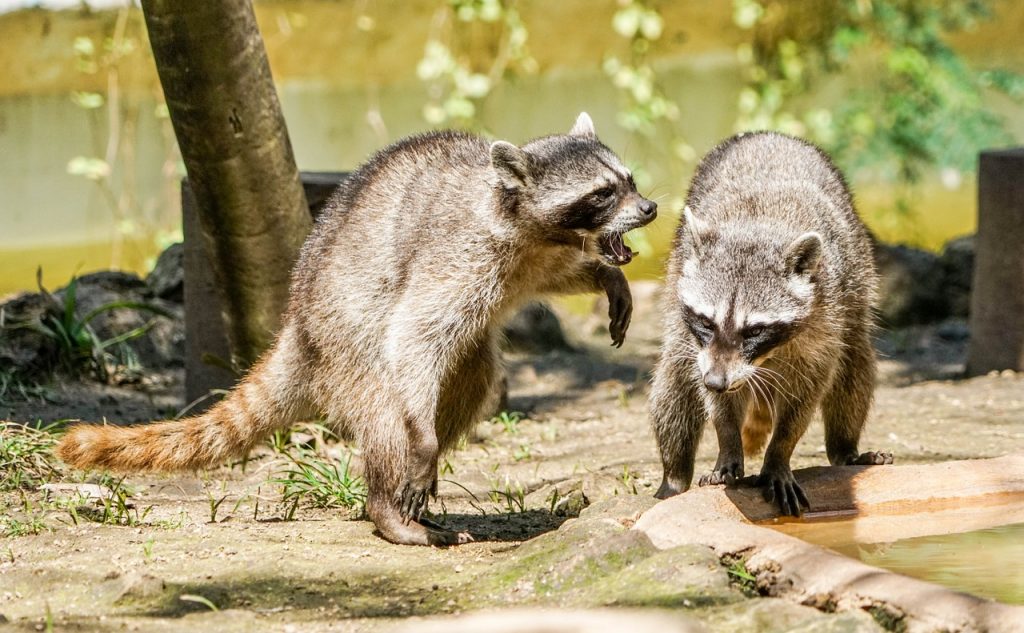 Two raccoons interacting. 
