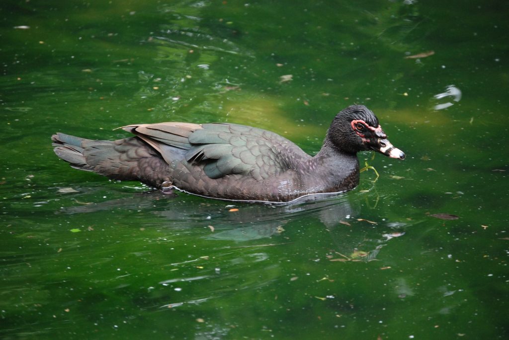 True-wild-muscovy-Sarasota