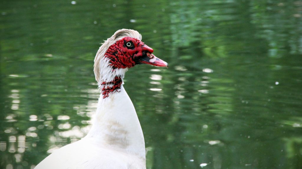 muscovy-ducks-aggressive-sarasota