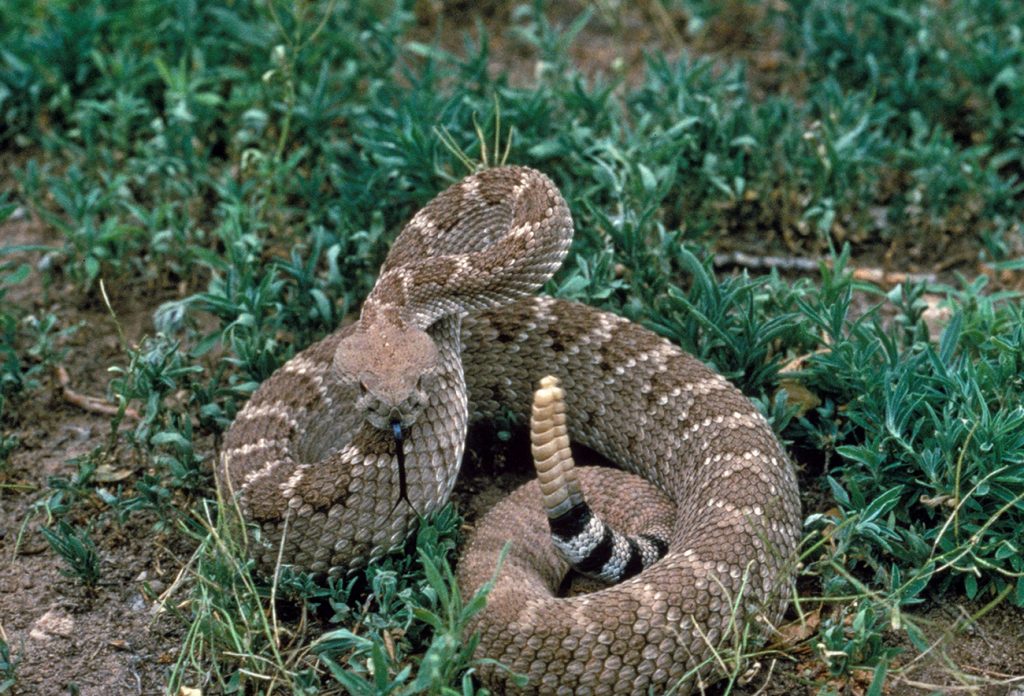 Most Fatal Venomous Snake in USA