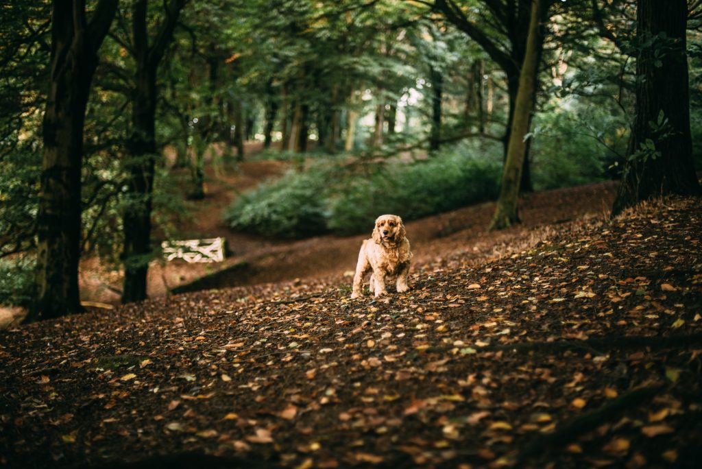 dog on leafy trail