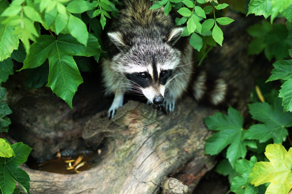 Sarasota Raccoon Removal