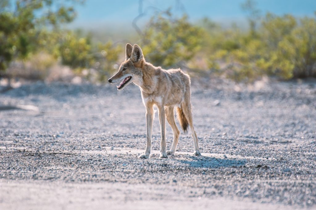 Coyote Trapping and Removal Lakewood Ranch
