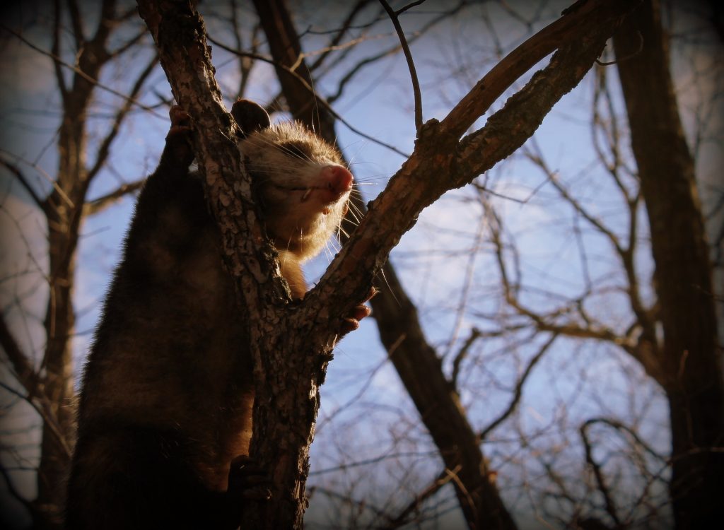 Opossum Removal Lakewood Ranch Sarasota