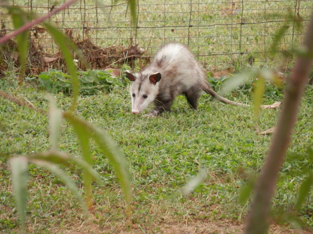 Opossum Removal Lakewood Ranch Sarasota