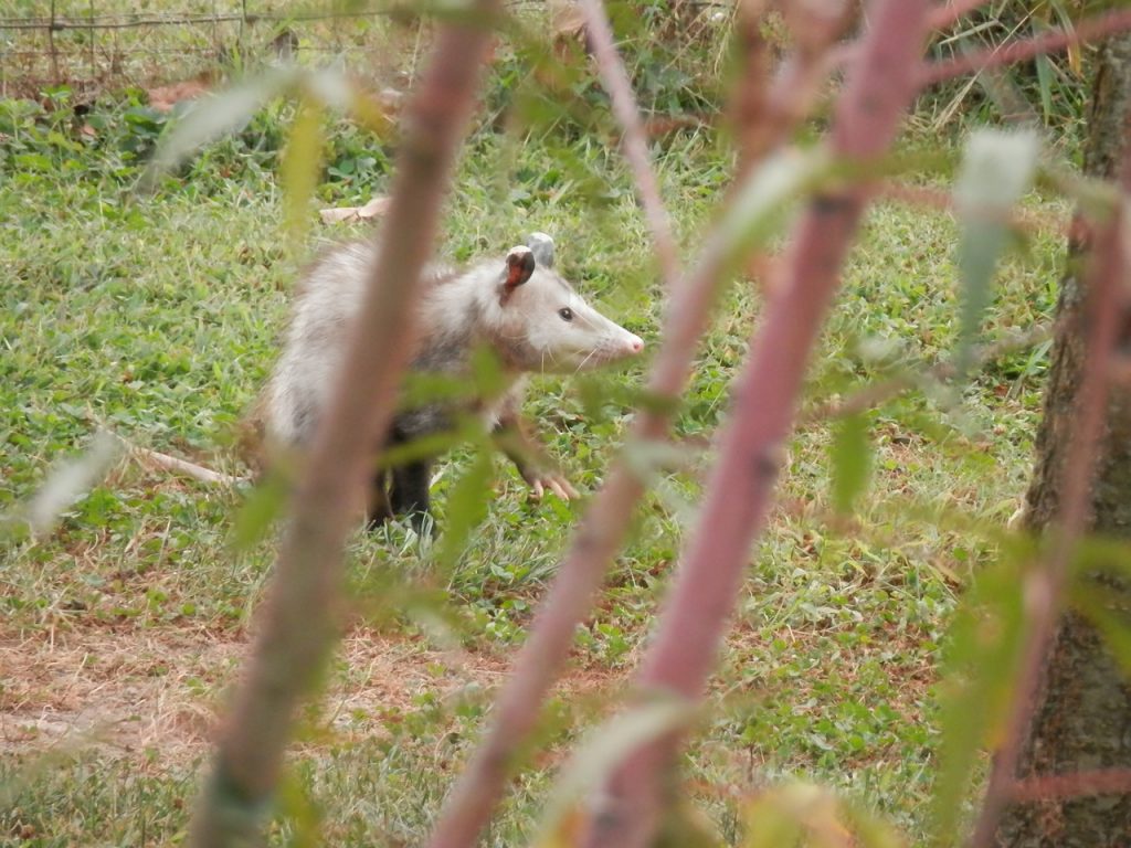 Opossum Removal Lakewood Ranch Sarasota