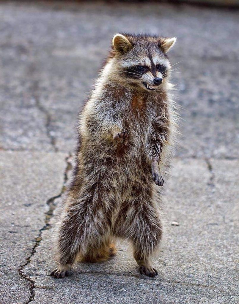 Bee Ridge Raccoon Removal Florida