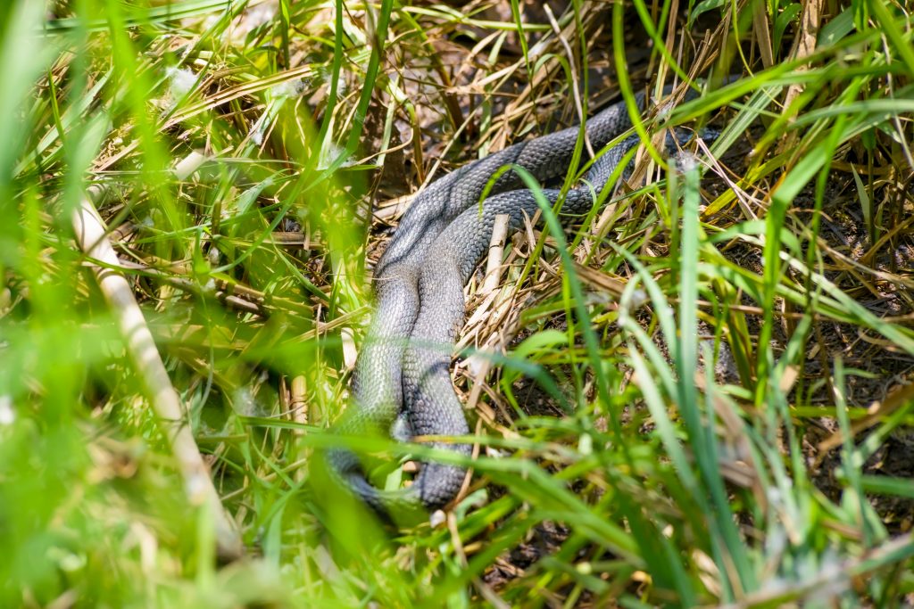Snake Trapping and Removal Experts Fruitville FL 34232