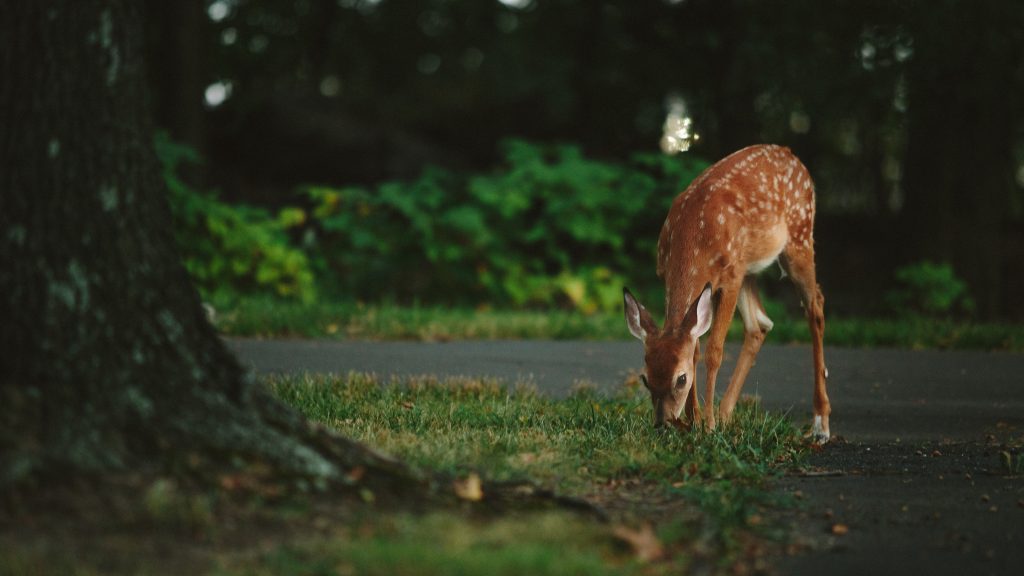 Nuisance Wild Animal Remover- North Sarasota